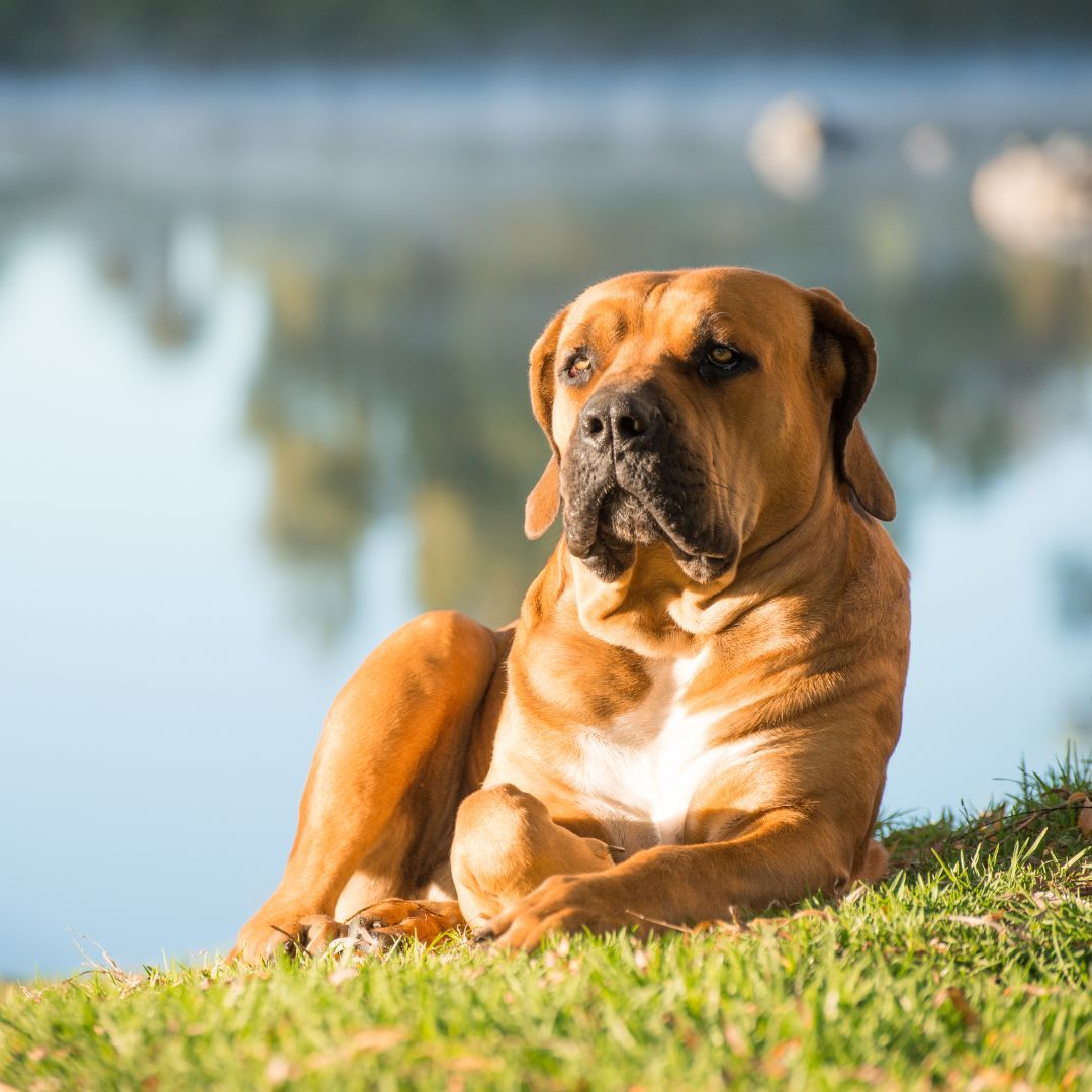 boerboel sitting on grass near lake boerboel sitting on grass near lake
